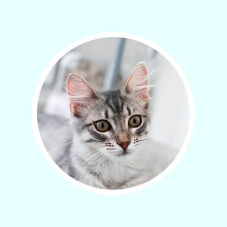 Circle avatar of cat contoured with white on blue background.
