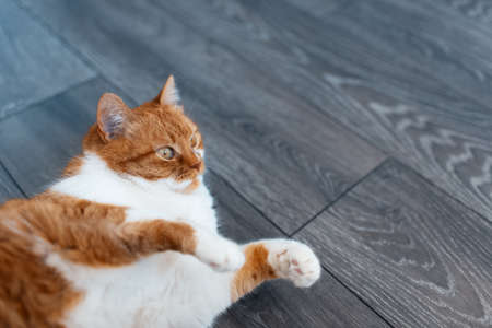 Close-up portrait of cute fluffy red and white cat, lying on the dark grey laminate floor, with paws up. Photo with copy space.の写真素材
