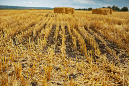 Dry field of wheat with haystacks in summer day.