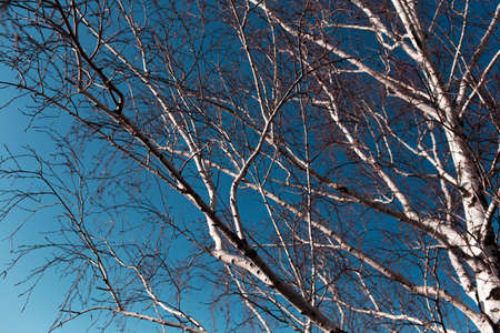 Natural abstract background, view of birch tree branches.の写真素材