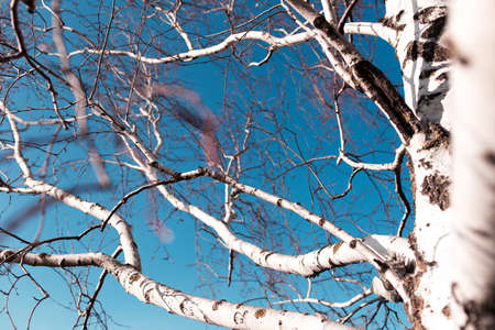 Natural abstract background, Close-up of birch tree branches.の写真素材