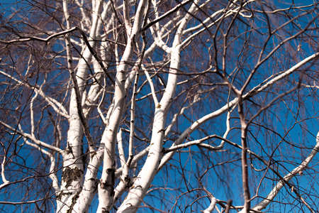 Natural abstract background of birch tree branches.の写真素材