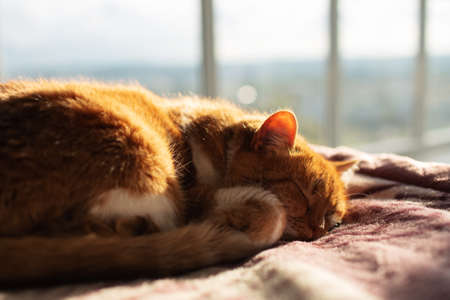 Close-up portrait of red cat sleeping on bed, on background of panoramic window.の写真素材