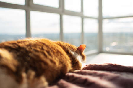 Close-up portrait of red cat lying on bed, on background of panoramic window.