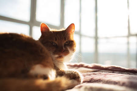 Close-up portrait of red cat lying on plaid, on background of panoramic window.の写真素材
