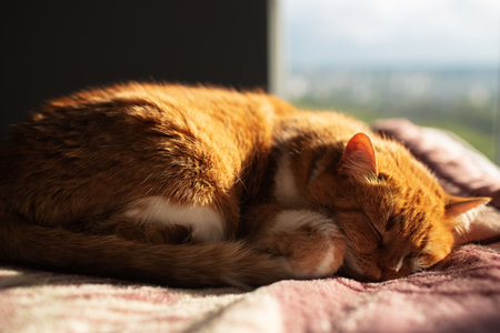 Close-up portrait of red cat sleeping on blanket in sunny day.の写真素材
