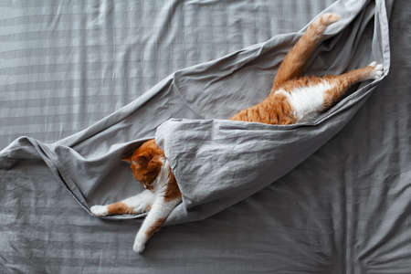 Top view of fluffy red-white cat lying on bed under grey blanket.の写真素材