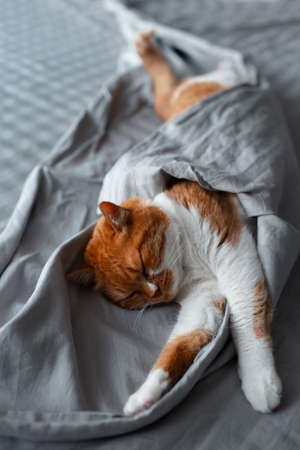 Close-up top view of cute red-white cat lying on bed under grey blanket.の写真素材