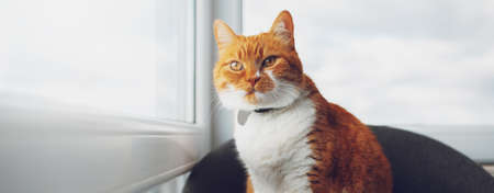Portrait of red-white cat sitting near windows. Panoramic banner view.の写真素材