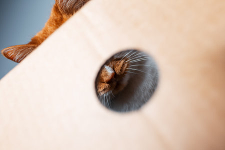 Close-up portrait of fluffy red-white cat behind the cardboard box.の写真素材
