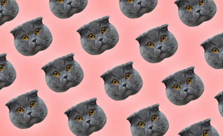 Pattern of british cat faces with on pastel pink color. Contemporary artwork.の写真素材