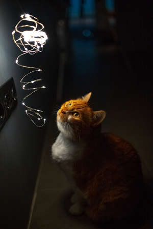 Red white cat looking at glowing garlands. Night photo. Close-up view.の写真素材
