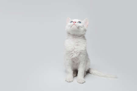 Studio portrait of white kitten with blue eyes on white background with copy space. Looking up.の写真素材