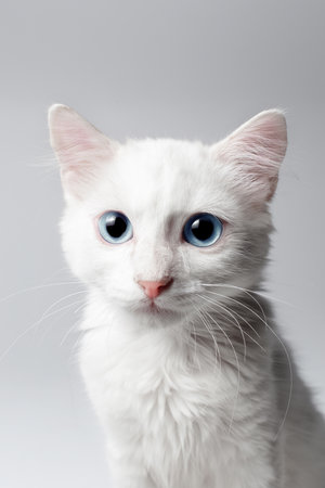 Studio close-up portrait of white kitten with blue eyes on white background.の写真素材