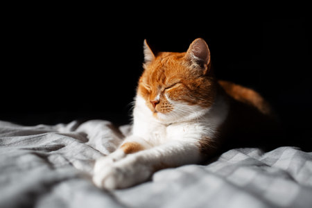 Portrait of cute red-white cat lying on bed with closed eyes, on black background. Lighting from sun.の写真素材
