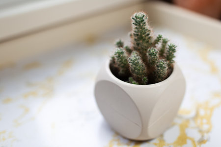 Close-up of small cactus in pot on marble table.の写真素材