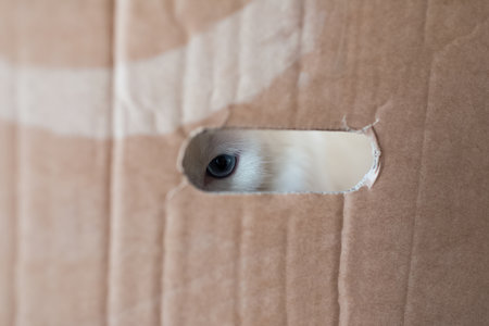 Close-up of eye of white cat looking at camera through the oval hole of cardboard box.の写真素材