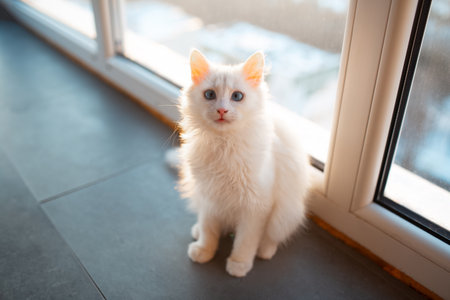 Beautiful white kitty cat with blue eyes near window.の写真素材