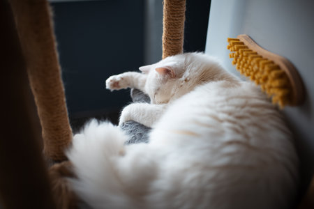 Portrait of white cat with blue eyes sleeping on his cat house tree.の写真素材