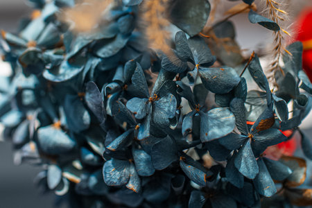 Close-up view of dry hydrangea flower of blue color.の写真素材