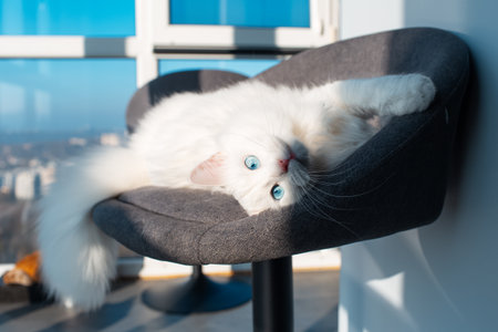 Portrait of white cat with blue eyes lying on chair.の写真素材