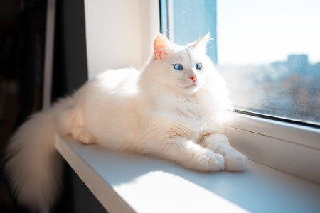 Portrait of white cat with blue eyes lying near window.の写真素材