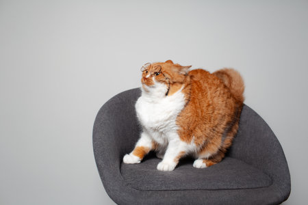 Portrait of cute red fluffy cat with blue eyes sitting on grey chair, wearing round glassesの写真素材