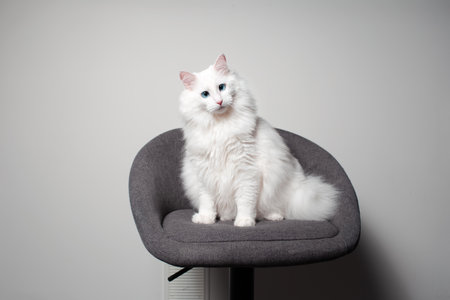 Portrait of cute white fluffy cat with blue eyes sitting on grey chair.の写真素材
