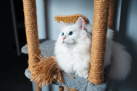 Cute white cat with blue eyes lying on pet tree.の写真素材