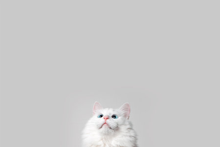 Cute white cat with blue eyes looking up, copy space.の写真素材
