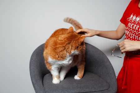 Portrait of cute red fluffy cat with blue eyes sitting on grey chair.の写真素材