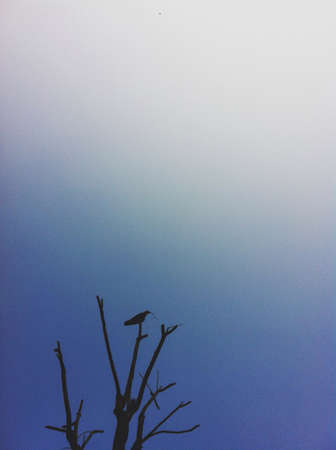 Peace of mindの素材