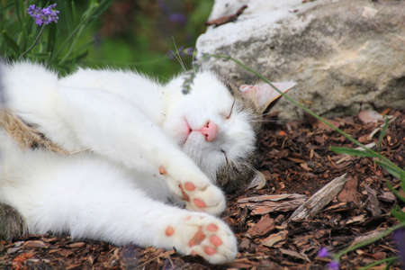 sleeping catの写真素材