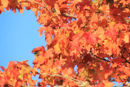 Autum sunlight