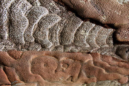 Kauri treeの写真素材