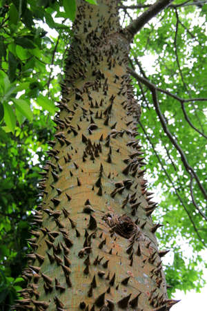 Tropical treeの写真素材