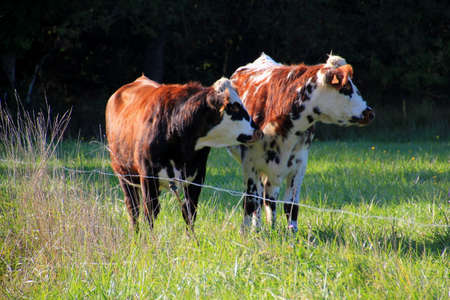 Two cows looking in the same directionの写真素材