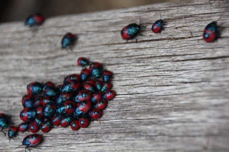 Bug Familyの写真素材