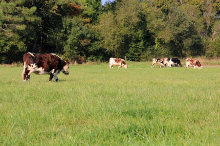 Grazing cowsの写真素材