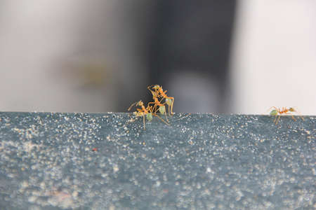 Fighting Antsの写真素材