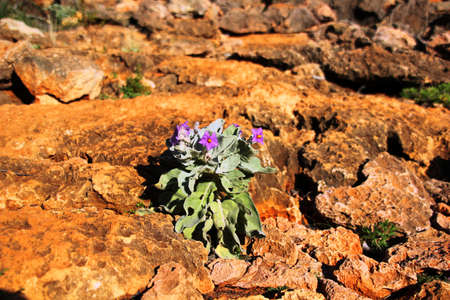 beautiful flower resistsの写真素材