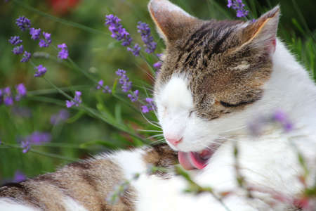 clean catの写真素材