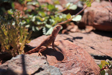sunbathing lizardの写真素材