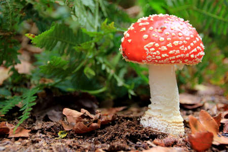 Macig mushroomの写真素材