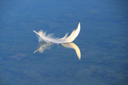 feather reflectionの写真素材