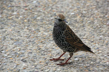 A bird is sitting on the groundの写真素材