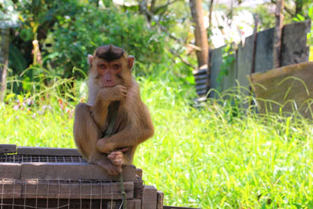 sad monkeyの写真素材