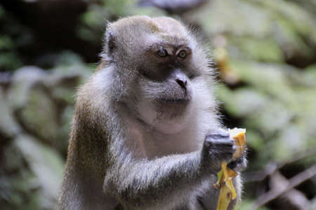 monkey eating a bananaの写真素材