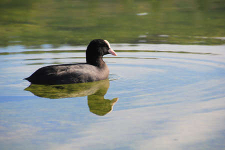 bird swimming on the lakeの写真素材