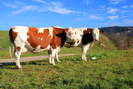 Happy Cowの写真素材